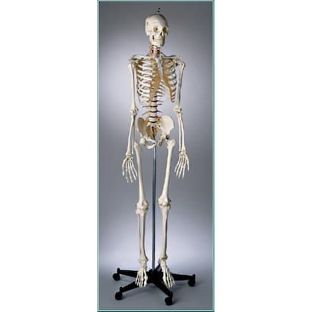 Anatomical Model, Prem Flex Skltn W/Sacral Mount